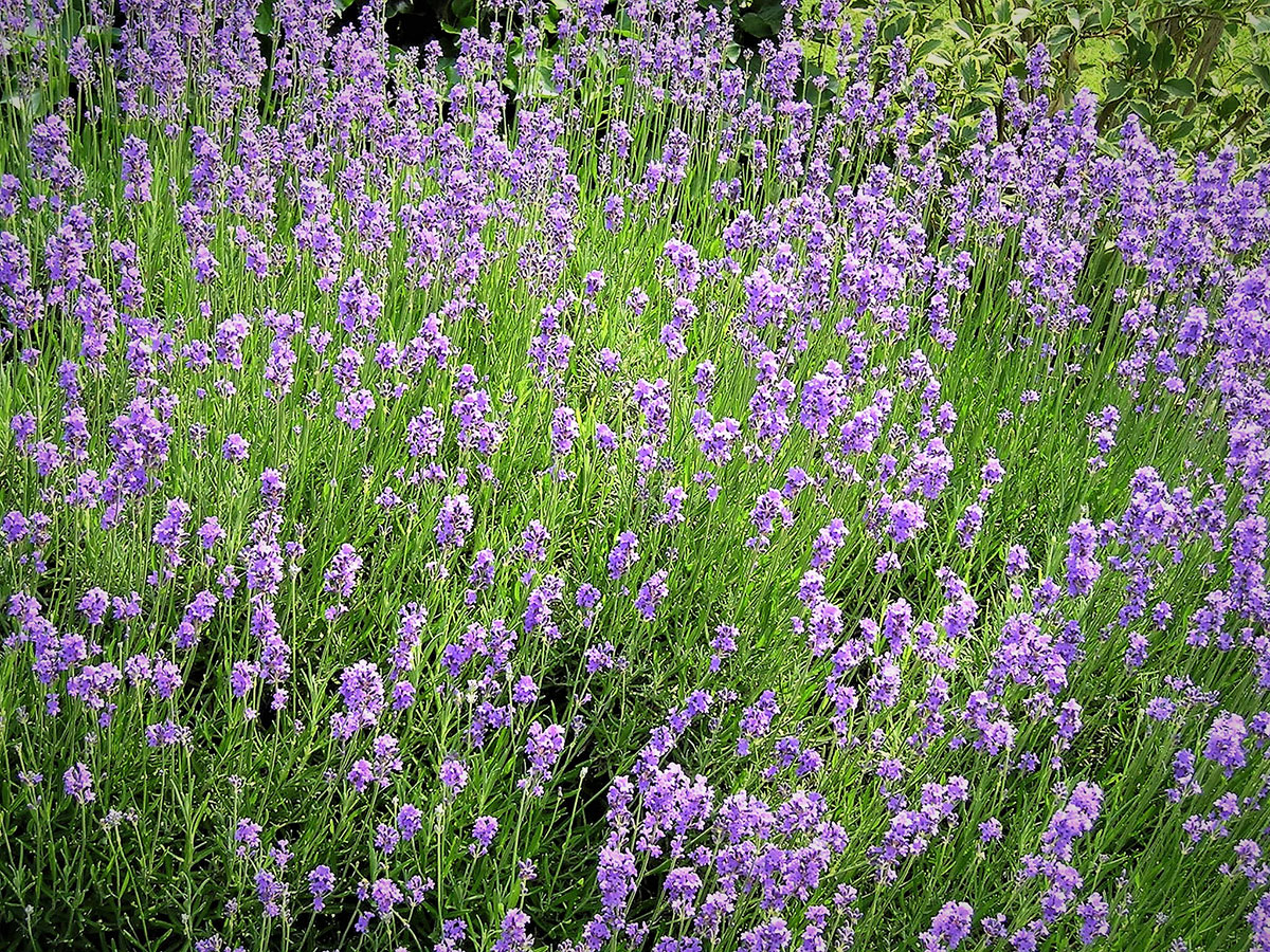 Alleskönner Lavendel – nicht nur gegen Mücken & Fliegen